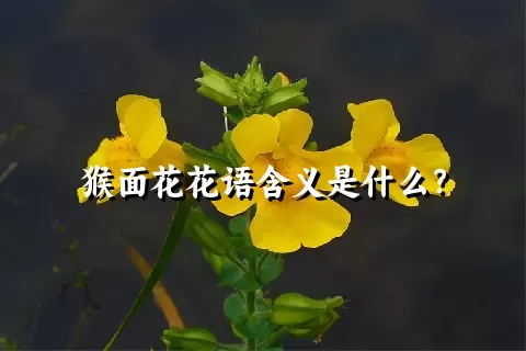 猴面花花语含义是什么？