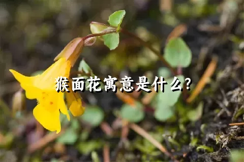 猴面花寓意是什么？