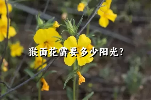 猴面花需要多少阳光？