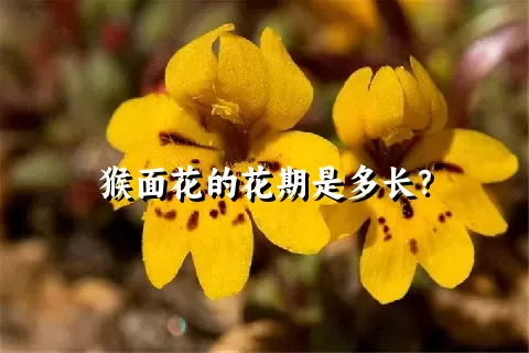 猴面花的花期是多长？