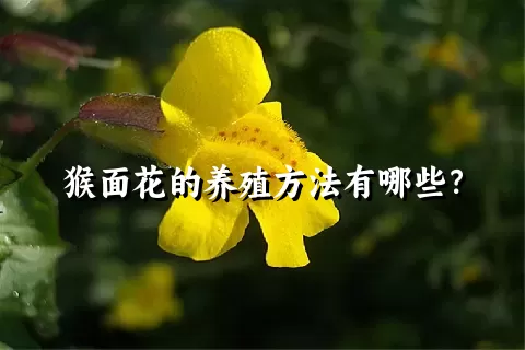 猴面花的养殖方法有哪些？