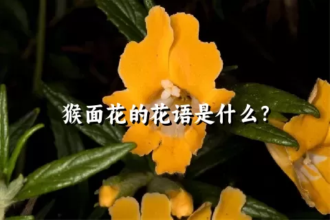 猴面花的花语是什么？