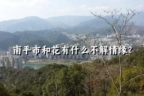 南平市和花有什么不解情缘？