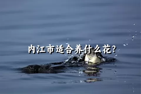 内江市适合养什么花？