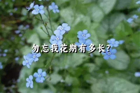 勿忘我花期有多长？