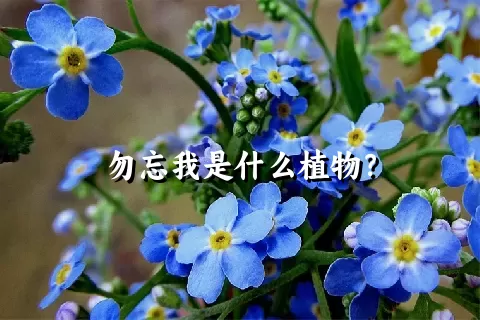 勿忘我是什么植物？