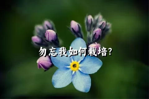 勿忘我如何栽培？