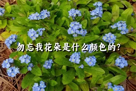 勿忘我花朵是什么颜色的？