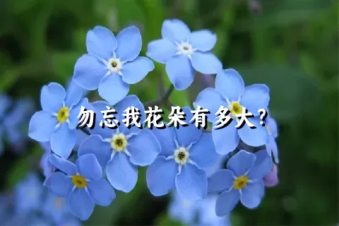 勿忘我花朵有多大？