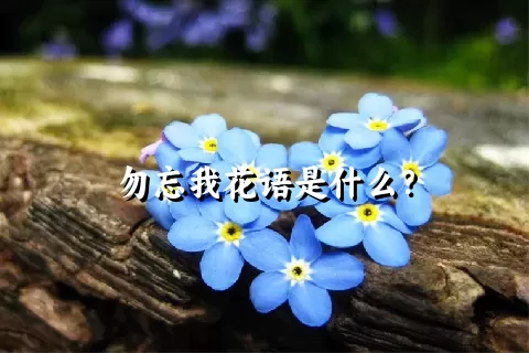 勿忘我花语是什么？