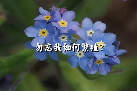 勿忘我如何繁殖？