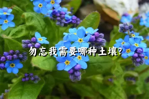 勿忘我需要哪种土壤？