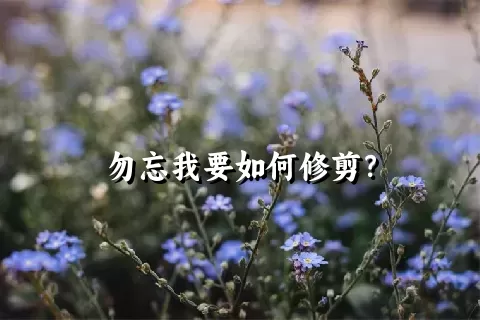 勿忘我要如何修剪？