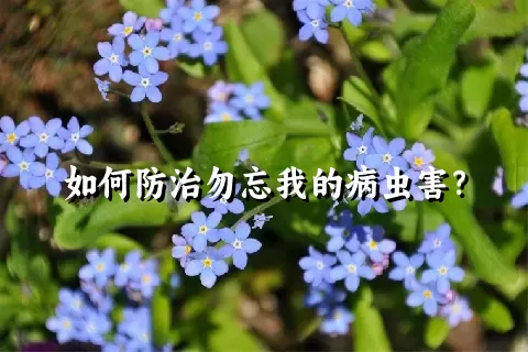 如何防治勿忘我的病虫害？