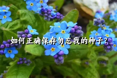 如何正确保存勿忘我的种子？