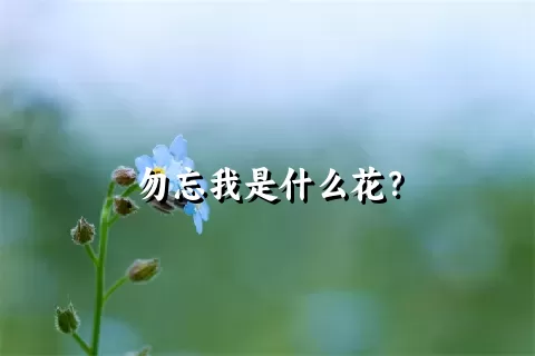 勿忘我是什么花？