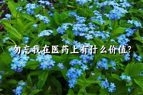 勿忘我在医药上有什么价值？