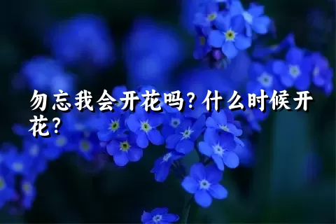 勿忘我会开花吗？什么时候开花？