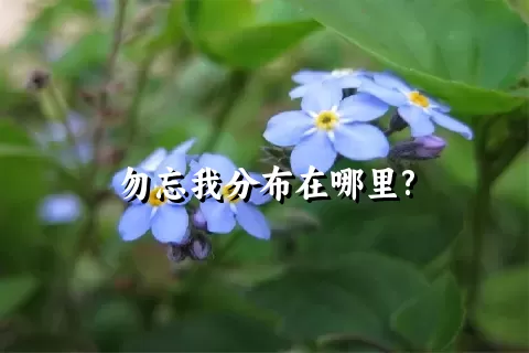 勿忘我分布在哪里?