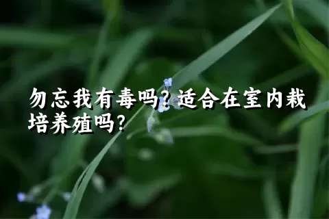 勿忘我有毒吗？适合在室内栽培养殖吗？