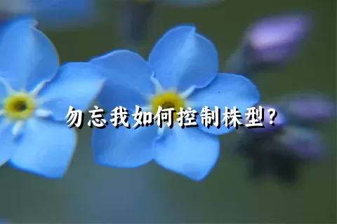 勿忘我如何控制株型？