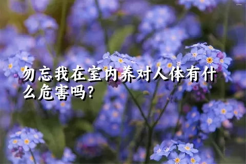 勿忘我在室内养对人体有什么危害吗？