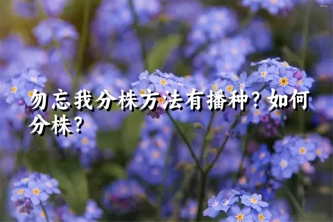 勿忘我分株方法有播种？如何分株？