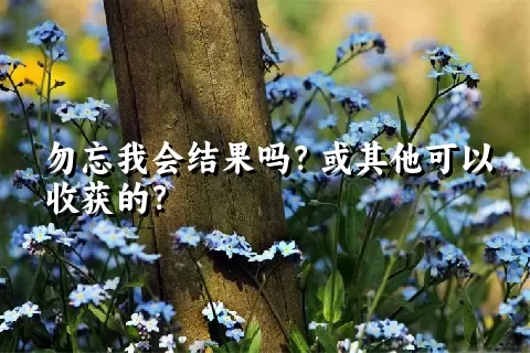 勿忘我会结果吗？或其他可以收获的？