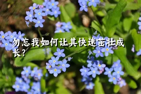 勿忘我如何让其快速茁壮成长？