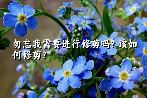 勿忘我需要进行修剪吗？该如何修剪？