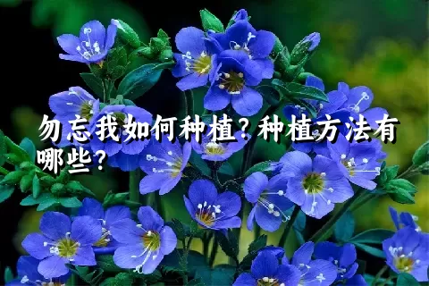 勿忘我如何种植？种植方法有哪些？