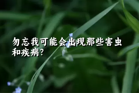 勿忘我可能会出现那些害虫和疾病？