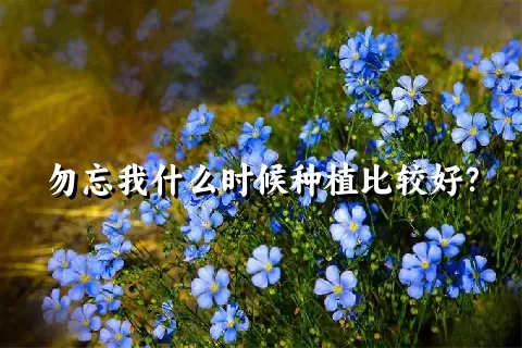 勿忘我什么时候种植比较好？