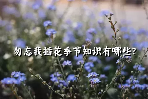 勿忘我插花季节知识有哪些？