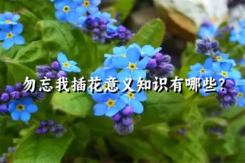 勿忘我插花意义知识有哪些？