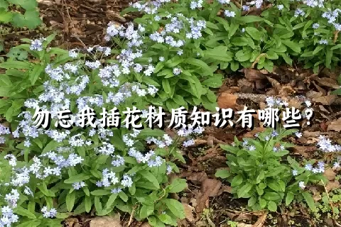 勿忘我插花材质知识有哪些？