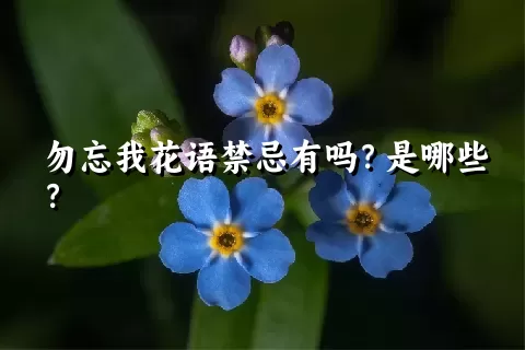 勿忘我花语禁忌有吗？是哪些？