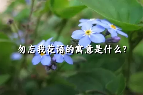 勿忘我花语的寓意是什么？