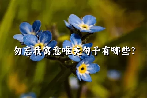 勿忘我寓意唯美句子有哪些？