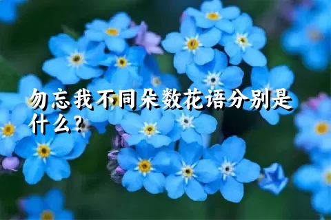 勿忘我不同朵数花语分别是什么？