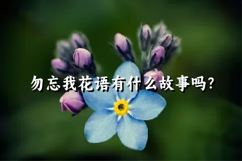 勿忘我花语有什么故事吗？