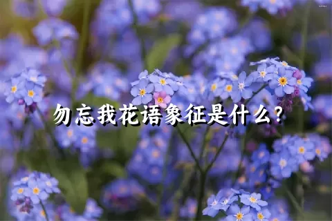 勿忘我花语象征是什么？