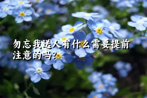 勿忘我送人有什么需要提前注意的吗？