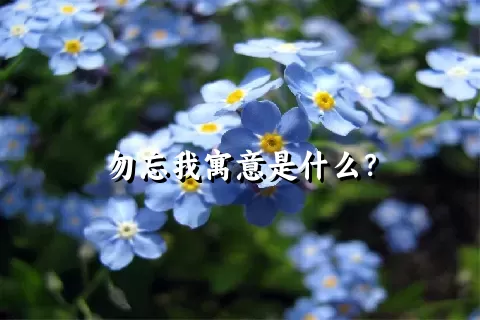 勿忘我寓意是什么？