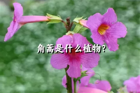 角蒿是什么植物？