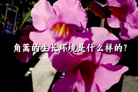 角蒿的生长环境是什么样的？