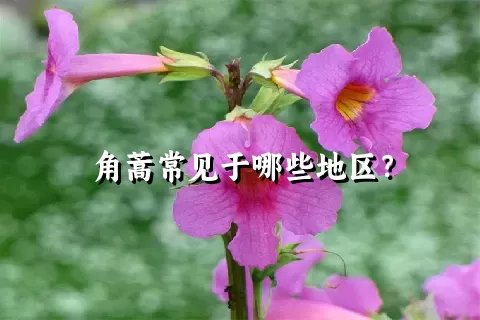 角蒿常见于哪些地区？