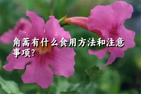 角蒿有什么食用方法和注意事项？