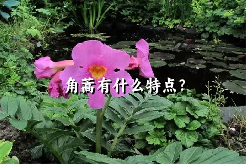 角蒿有什么特点？