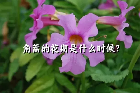 角蒿的花期是什么时候？